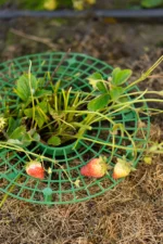 Пластикова підставка для вирощування полуниці - Зображення 3