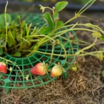 Пластикова підставка для вирощування полуниці