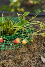 Пластикова підставка для вирощування полуниці