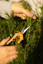 Садові ножиці пласкі (16.5х4.5 см) - Зображення 2