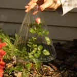 Садовий конусний ковпак для розсади